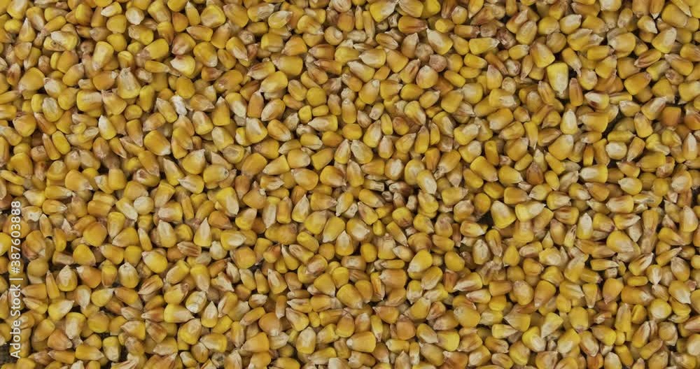 Focusing on the corn grains background. Refocusing from a blurred background to a focused one. Focusing on the corn grains background. Refocusing from a blurred background to a focused one.