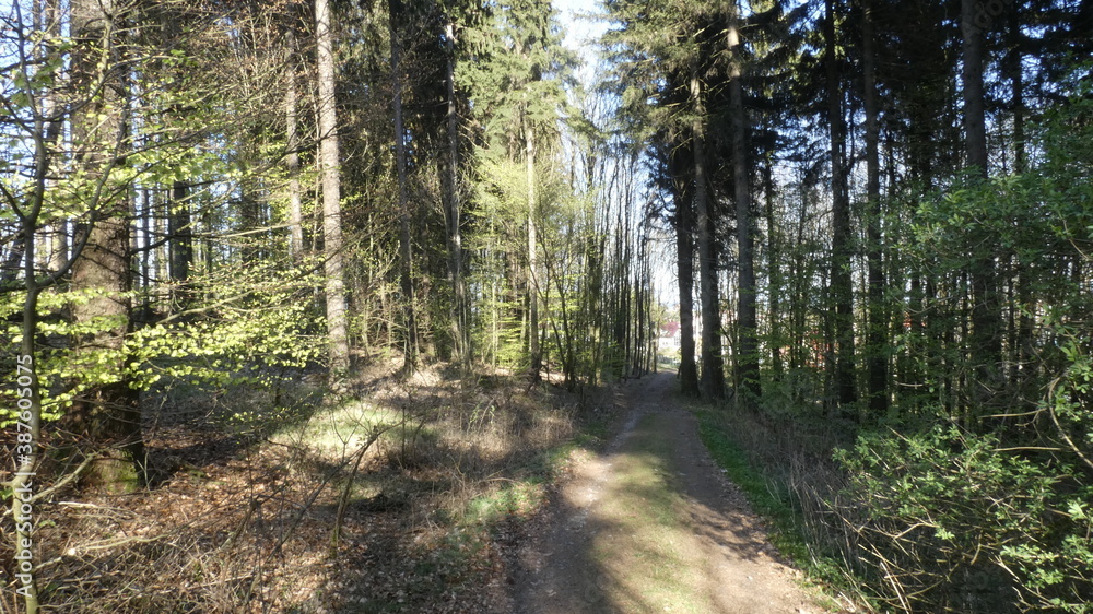 Obraz premium path in the woods