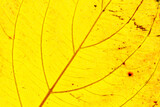 Texture of a yellow colorful autumn leaf use as natural abstract background. Cell structure. Detail nature.