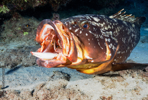 фотографія Dusky grouper, Epinephelus marginatus, with a crab catch, Kaş Turkey