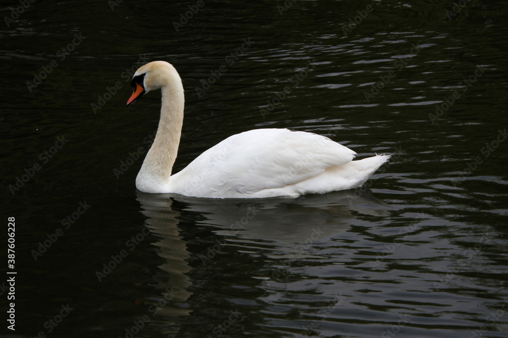 A close up of a Mute Swan A close up of a Mute Swan