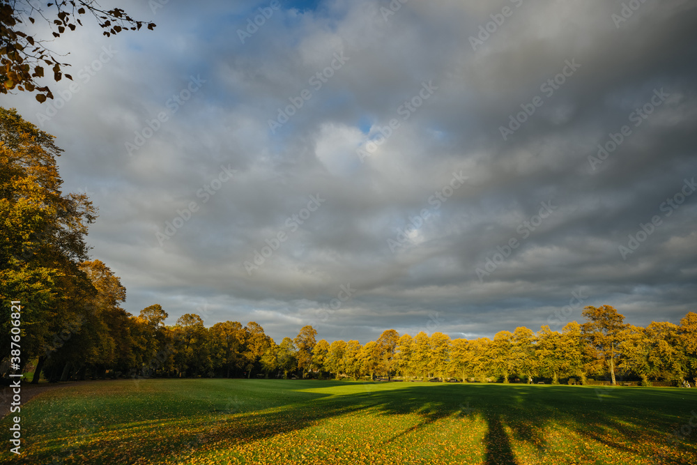 Autumn forest leaves, grass and trees 