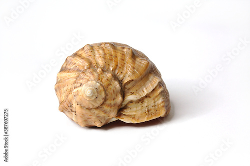 Sea shell, isolated on white background.