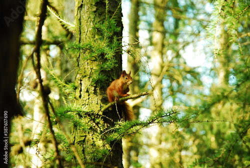 Fototapeta Wiewiórka na drzewie