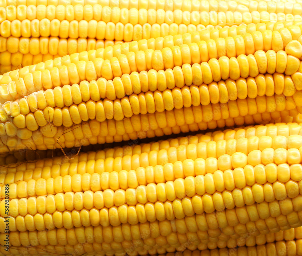 close up of corn fresh close up of corn fresh