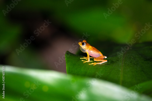 An orange little frog on a green leaf in Madagascar photo