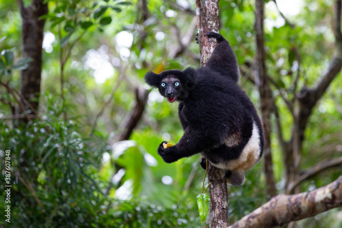 An Indri lemur on the tree watches the visitors to the park photo