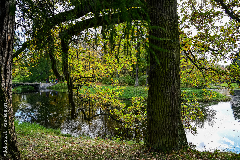Naklejka premium autumn forest and reflection in the lake. Dramatic unusual scene. Red and yellow autumn leaves. Beauty world.