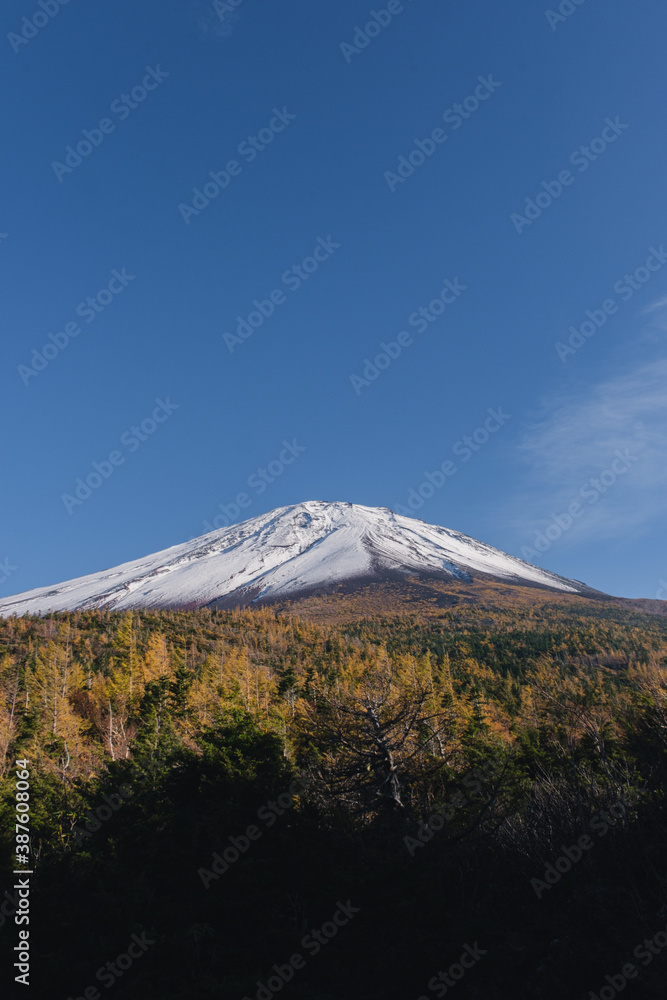 新雪と紅葉の富士山