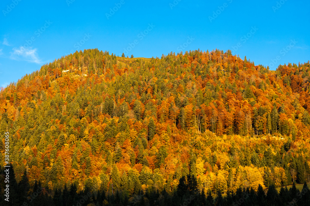 Fototapeta premium autumn forest near Dachstein in Austria
