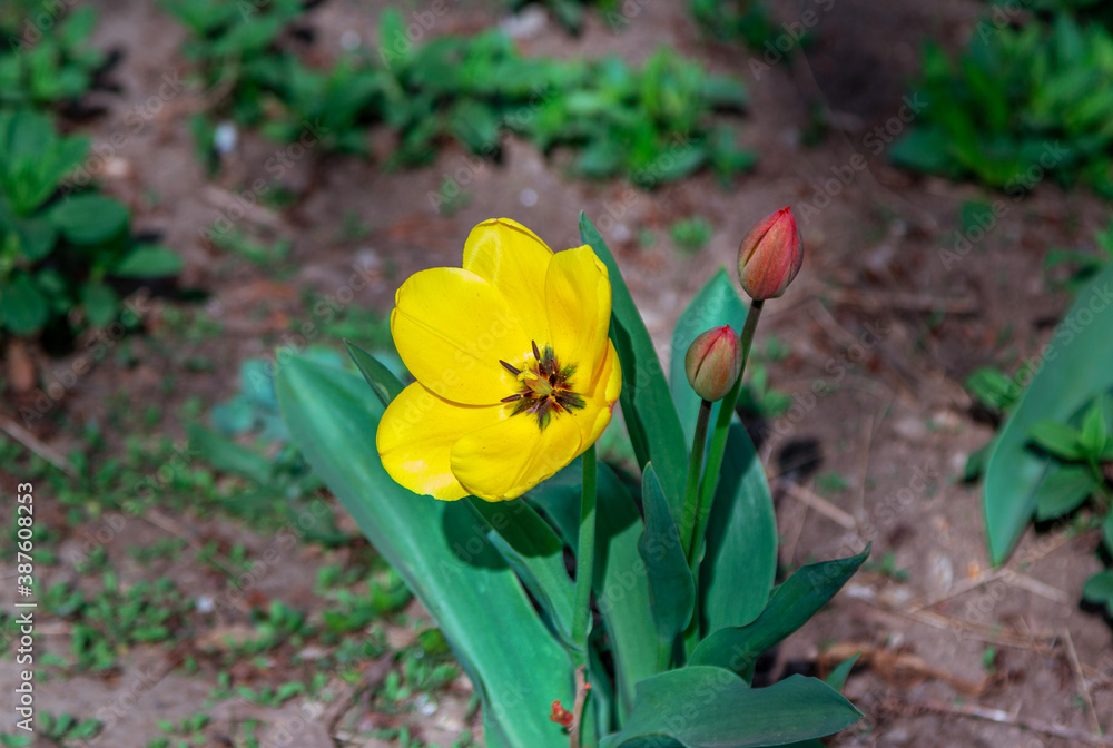 Beautiful yellow tulip flower, growing in the garden. Spring nature. Beautiful yellow tulip flower, growing in the garden. Spring nature.
