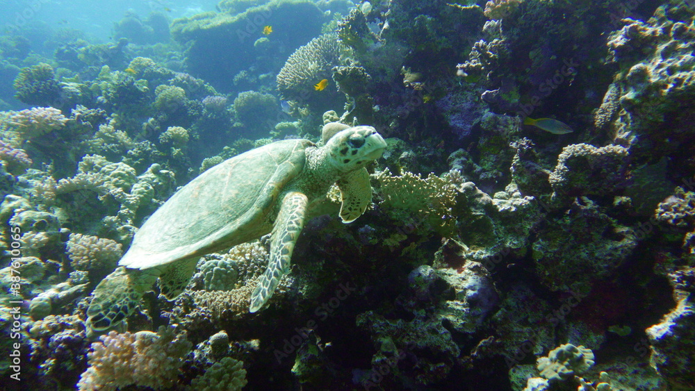 Fototapeta premium Sea turtles . Great Reef Turtle .Bissa.