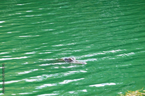 Alligator is hiding in water 