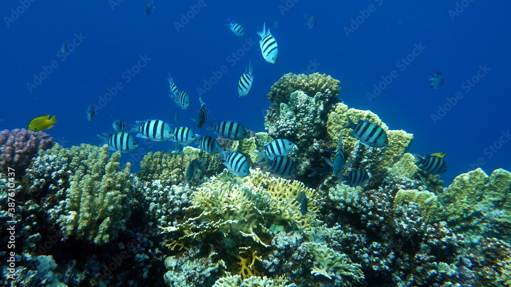 Naklejka premium Beautiful fish on the Red Sea reef. 