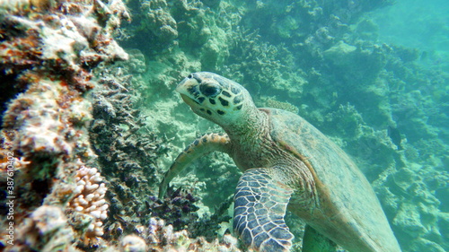 Sea turtles . Great Reef Turtle . Bissa.