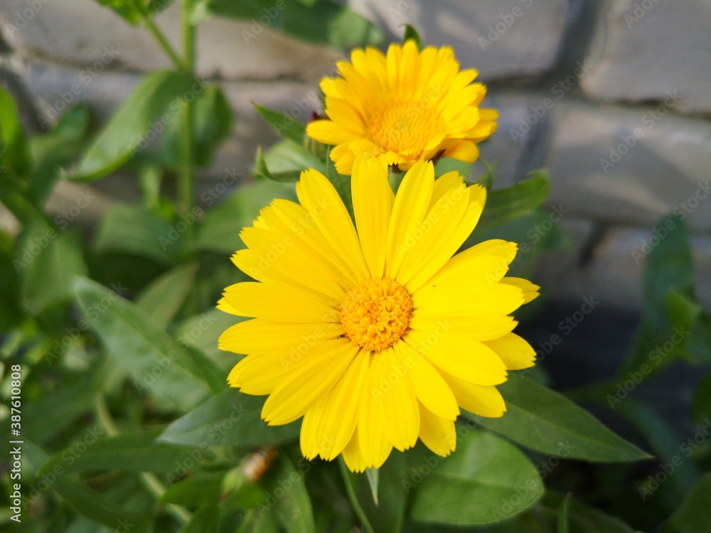 Marigold flower. Drug plants. Marigold flower. Drug plants.