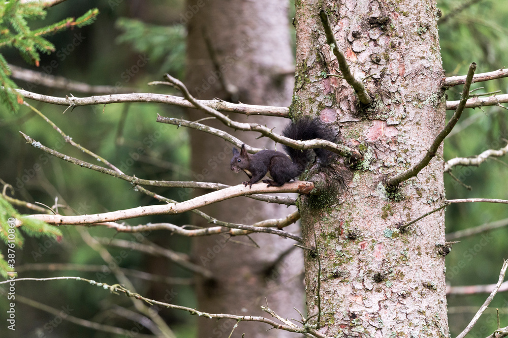 Eichhörnchen