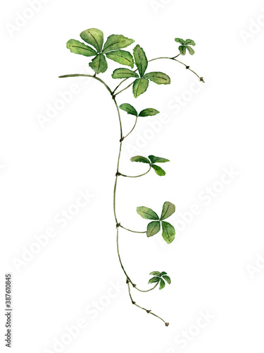 Liana branch with leaves painted watercolor on white background. Green climbing plant ivy.