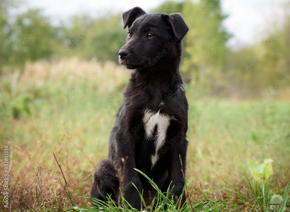 Black puppy on the grass in park. Black puppy on the grass in park.