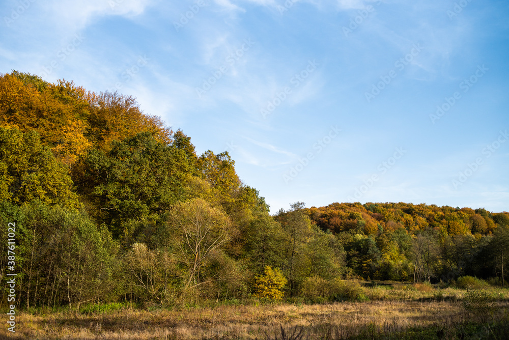 Beautiful autumn forest on a sunny day Beautiful autumn forest on a sunny day