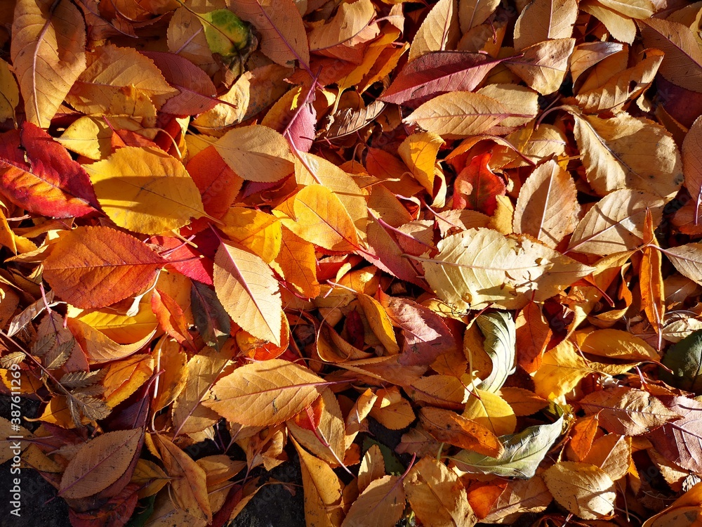 The trees, yellow , red in autumn. Time of year autumn The trees, yellow , red in autumn. Time of year autumn