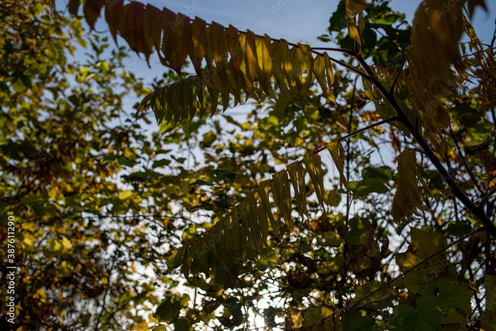 Fototapeta premium Beautiful autumn deciduous forest in the afternoon