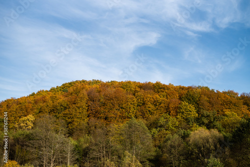 Beautiful autumn forest on a sunny day