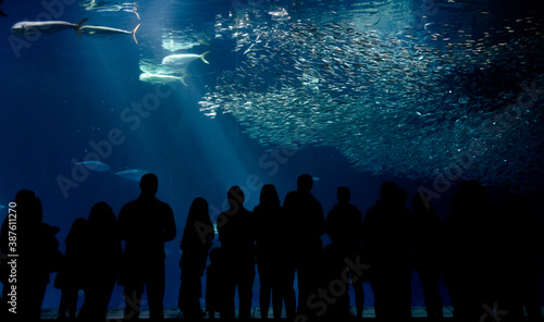 People silhouettes watching fish behind a giant glass aquarium fish tank. Tourists visiting the Monterey Bay Aquarium. Mystery and wonder at an aquarium