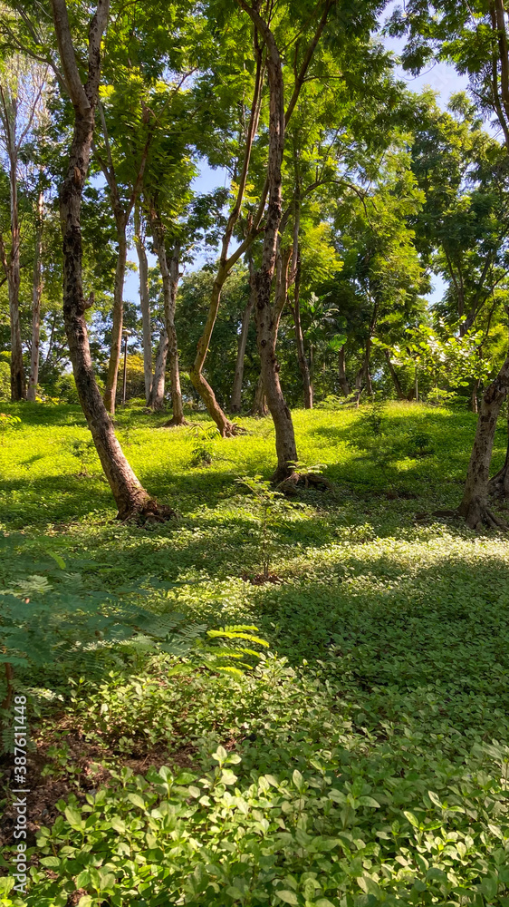 Obraz premium overgrown grassless forest, trees, mound, greenery