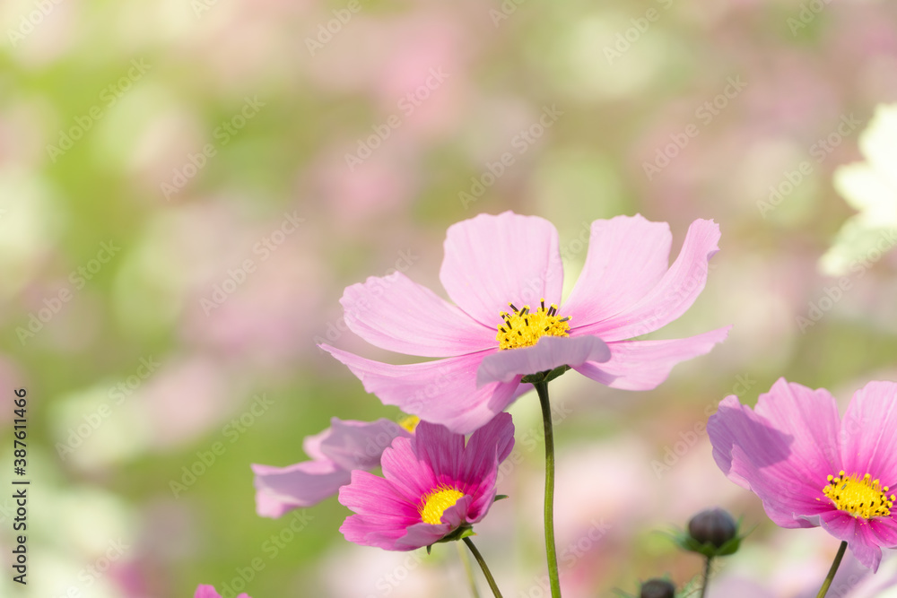 Beautiful cosmos in early autumn in Japan Beautiful cosmos in early autumn in Japan