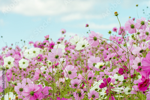Beautiful cosmos in early autumn in Japan