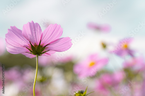 Beautiful cosmos in early autumn in Japan