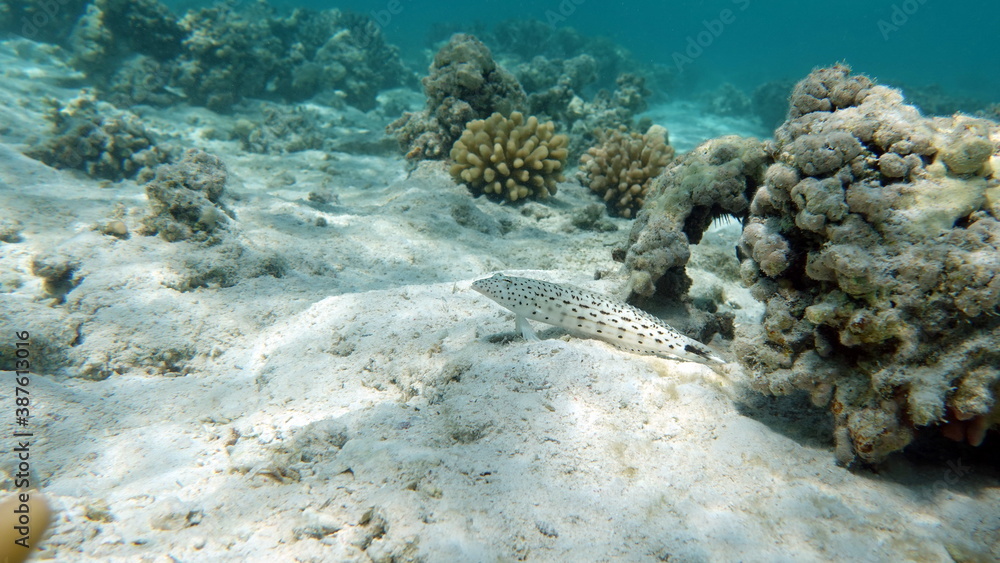 Fototapeta premium Beautiful fish on the Red Sea reef.