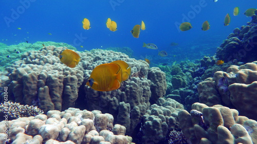 Fototapeta Naklejka Na Ścianę i Meble -  Masked butterflyfish. Fish - a type of bone fish Osteichthyes. Butterfly fish Chaetodontidae. Masked butterfly fish.