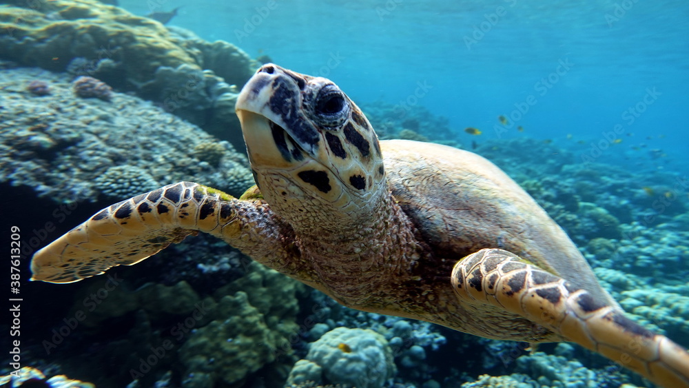 Obraz premium Sea turtles . Great Reef Turtle . Bissa.