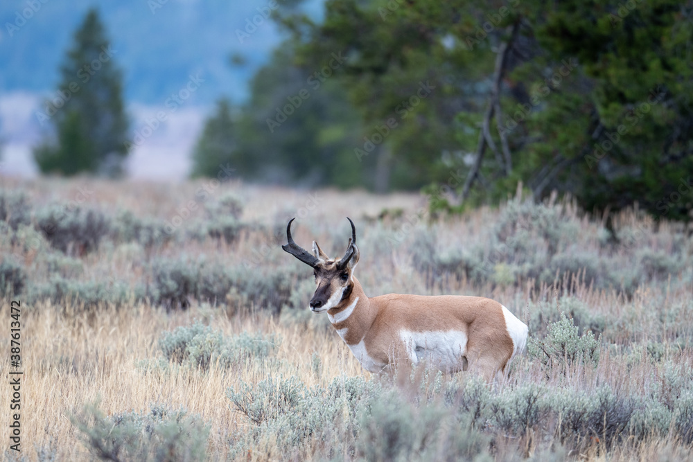 Naklejka premium Pronghorn buck on an open meadow