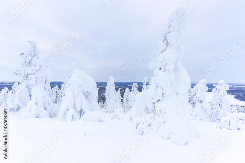 Snow covered frozen trees near Pyha in Lapland, Finland