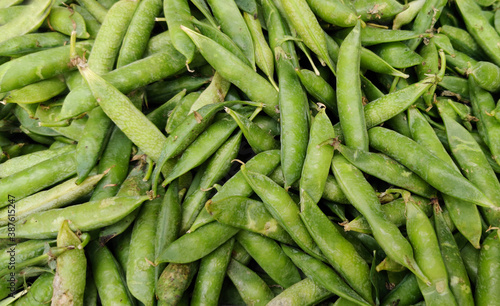 Pea background,pea is most commonly the small spherical seed or the seed-pod of the pod fruit Pisum sativum.