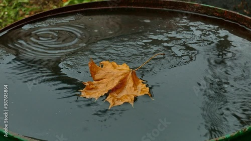 A barrel with rainwater and a yellow maple leaf floating in it photo