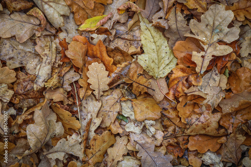 Fallen oak leaves. Background from autumn leaves. Bright autumn leaves for print and background.