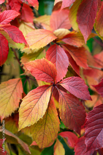 Bright colorful autumn leaves of maiden grape