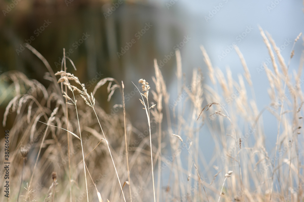 Fototapeta premium beige grass natural background
