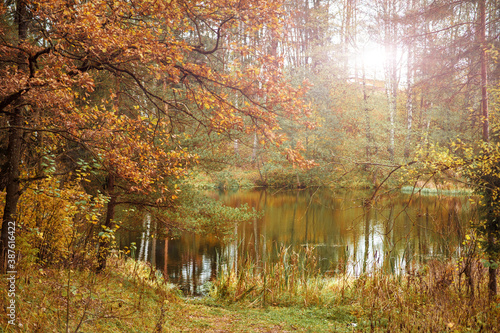 Autumn landscape. Autumn golden tree near the lake