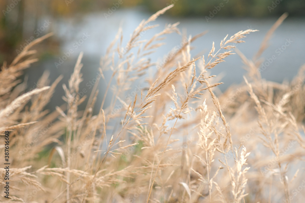 Fototapeta premium beige grass natural background 