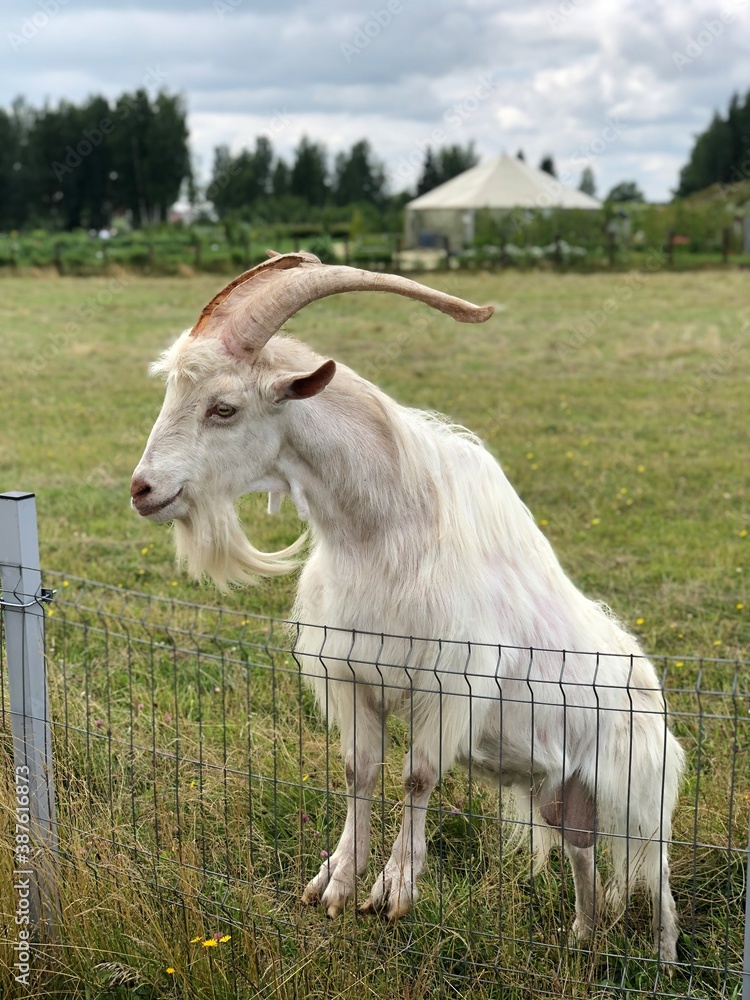 Obraz premium goat on the meadow