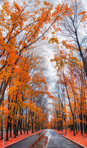 Golden maple tree alley with wet asphalt road in Moscow