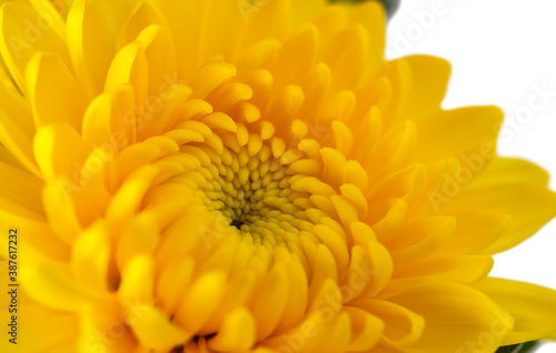 Yellow chrysanthemum