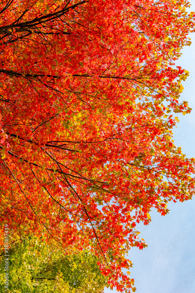 Red leaves on maple trees on sunny day in autumn with blue sky Red leaves on maple trees on sunny day in autumn with blue sky