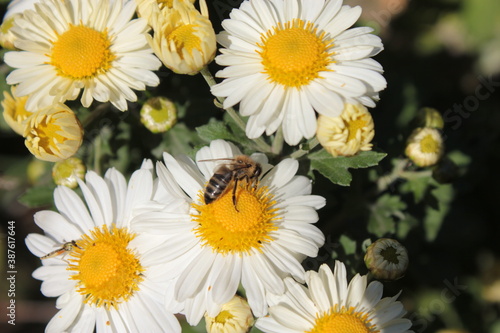 On a white chamomile a bee collects nectar.