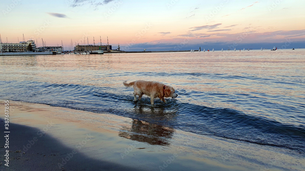 The dog is walking along the seashore at a beautiful sunset The dog is walking along the seashore at a beautiful sunset